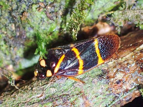 Hemitrichoscarta deianira