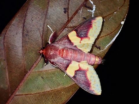 Pearl Moth - Pachynoa purpuralis  Malaysia,Moth,Pachynoa purpuralis,Pearl Moth,Sabah