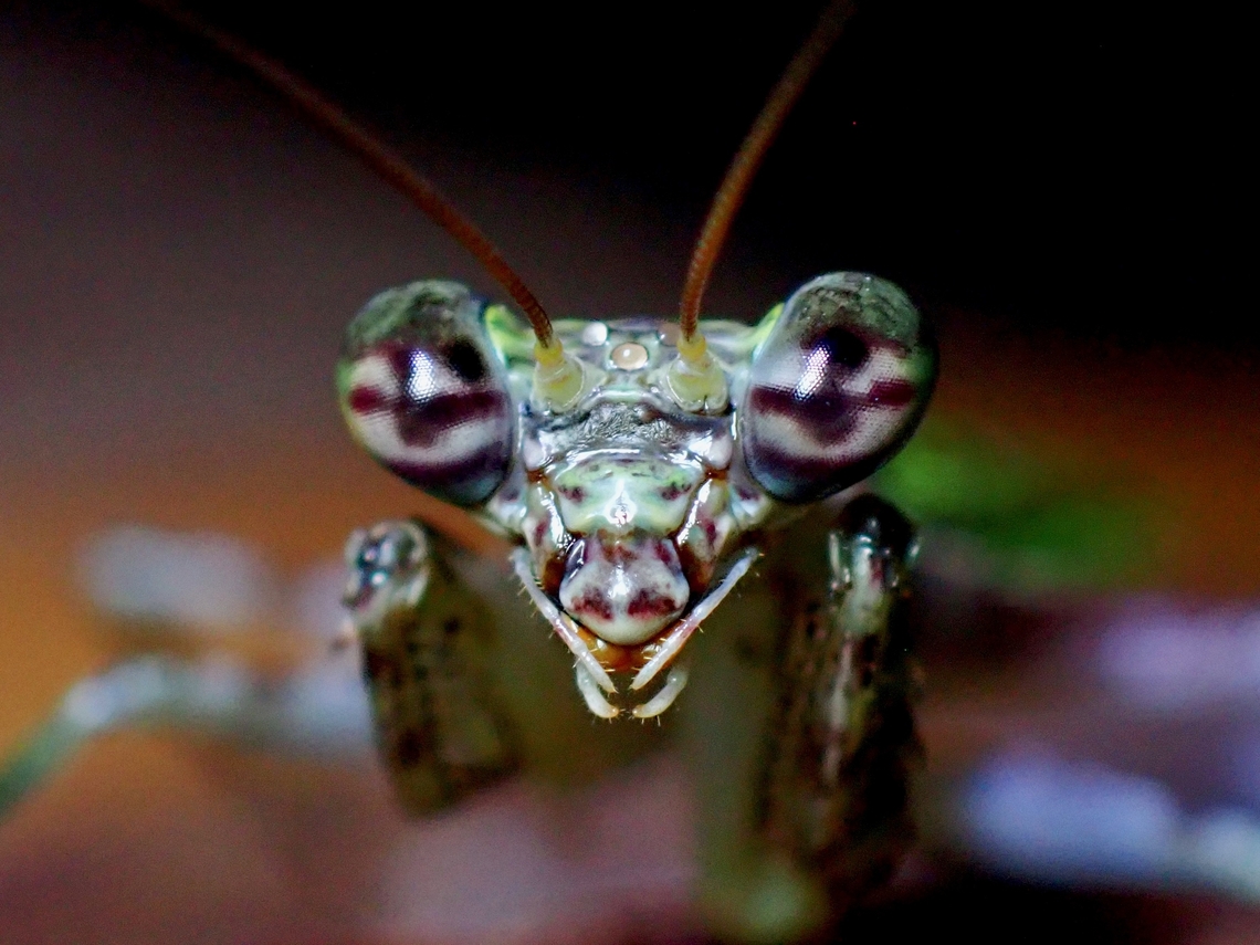 Cute or Deadly? Close-up of Humbertiella ocularis.<br />
<br />
<figure class="photo"><a href="https://www.jungledragon.com/image/134253/praying_mantis_-_humbertiella_ocularis.html" title="Praying Mantis - Humbertiella ocularis"><img src="https://s3.amazonaws.com/media.jungledragon.com/images/2994/134253_thumb.jpeg?AWSAccessKeyId=05GMT0V3GWVNE7GGM1R2&Expires=1759968010&Signature=363qLUKkvYRRu%2FEUQ%2BXg3v2OiMc%3D" width="200" height="150" alt="Praying Mantis - Humbertiella ocularis Close-up :<br />
<br />
https://www.jungledragon.com/image/134252/cute_or_deadly.html Humbertiella ocularis,Malaysia,Mantis,Praying Mantis,Sabah" /></a></figure> Humbertiella ocularis,Malaysia,Mantis,Praying Mantis,Sabah