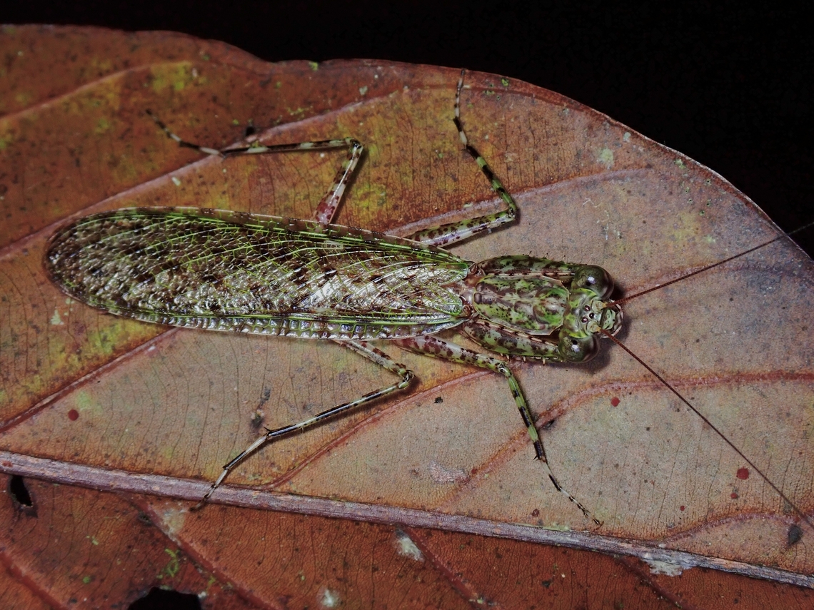 Praying Mantis - Humbertiella ocularis Close-up :<br />
<br />
<figure class="photo"><a href="https://www.jungledragon.com/image/134252/cute_or_deadly.html" title="Cute or Deadly?"><img src="https://s3.amazonaws.com/media.jungledragon.com/images/2994/134252_thumb.jpeg?AWSAccessKeyId=05GMT0V3GWVNE7GGM1R2&Expires=1769040010&Signature=N0vv5GWqbc%2FyujxOf1m3Y5uGXx0%3D" width="200" height="150" alt="Cute or Deadly? Close-up of Humbertiella ocularis.<br />
<br />
https://www.jungledragon.com/image/134253/praying_mantis_-_humbertiella_ocularis.html Humbertiella ocularis,Malaysia,Mantis,Praying Mantis,Sabah" /></a></figure> Humbertiella ocularis,Malaysia,Mantis,Praying Mantis,Sabah