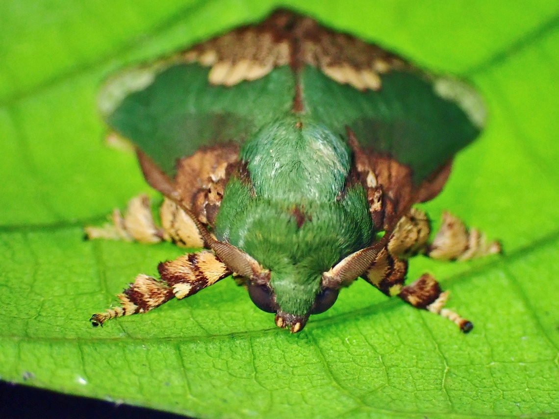 Stinging Slug Moth - Parasa pastoralis  Malaysia,Moth,Parasa pastoralis,Sabah,Stinging Slug Moth