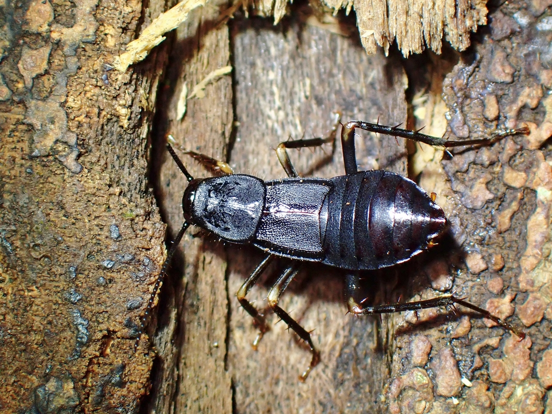 Cockroach - Protagonista pertristis  Cockroach,Malaysia,Penang,Protagonista pertristis