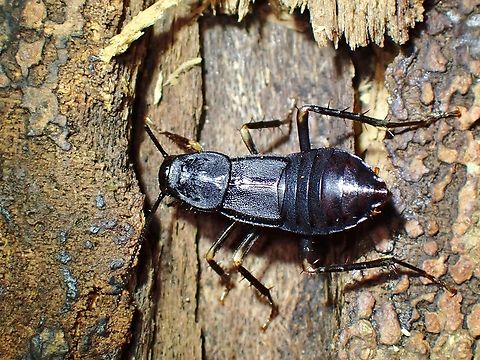 Cockroach - Protagonista pertristis  Cockroach,Malaysia,Penang,Protagonista pertristis