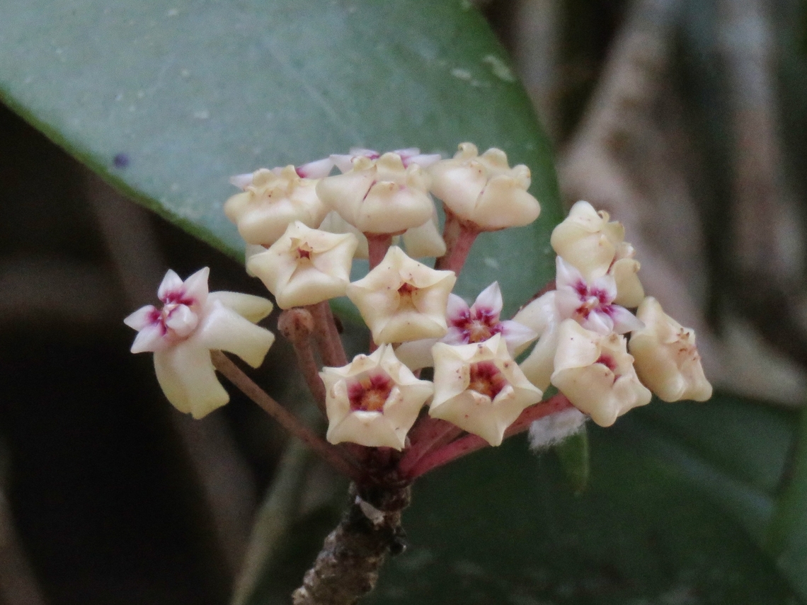 Flowers - Hoya verticillata                                 Flowers,Hoya verticillata,Malaysia,Penang