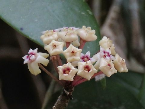 Flowers - Hoya verticillata                                 Flowers,Hoya verticillata,Malaysia,Penang