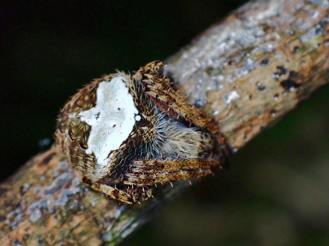 Spotted Orbweaver Spider - Neoscona aldinei  Malaysia,Neoscona aldinei,Orbweaver Spider,Penang,Spider,Spotted Orbweaver Spider
