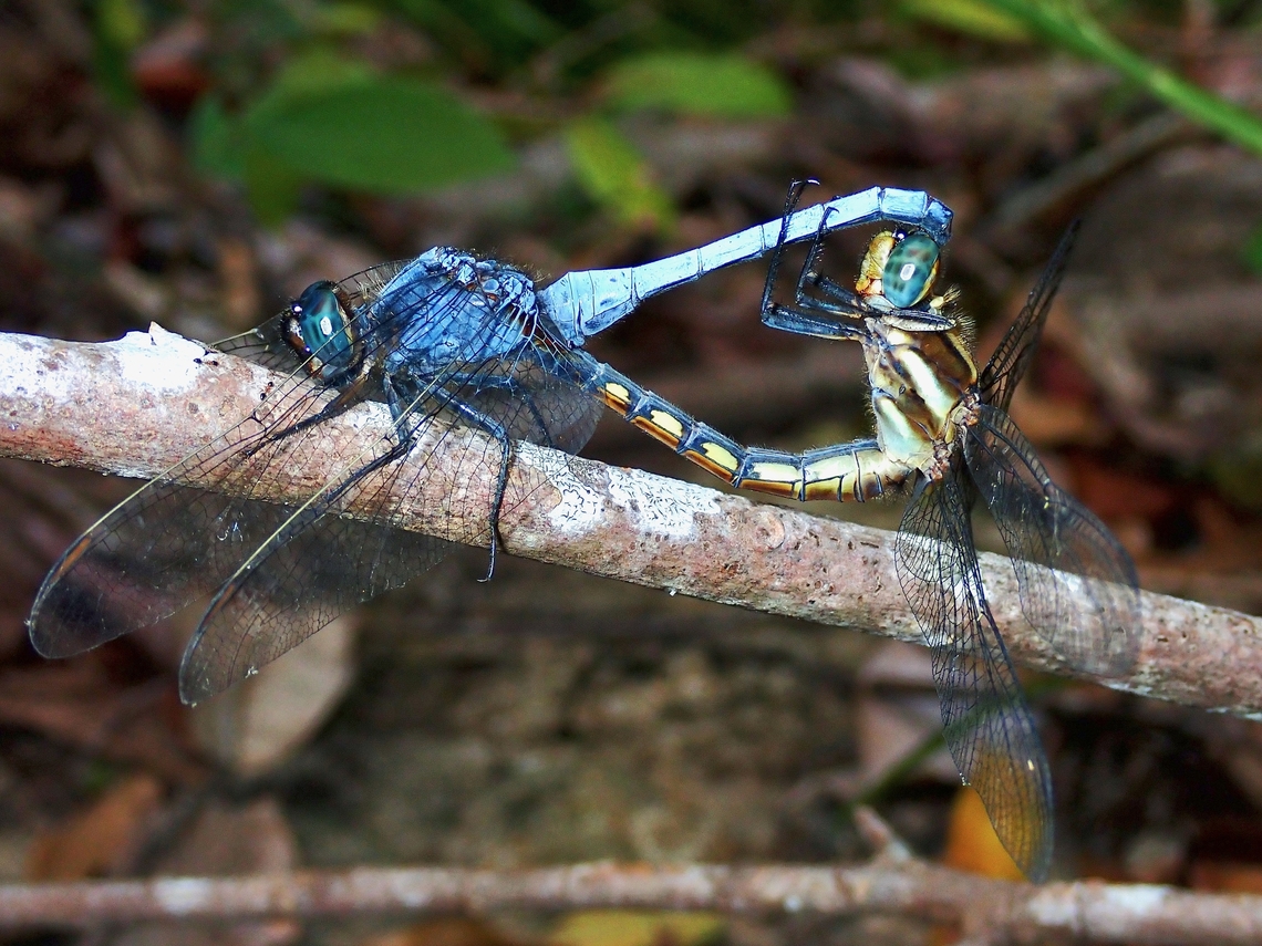 In Love!  Dragonfly,Malaysia,Orthetrum glaucum,Penang