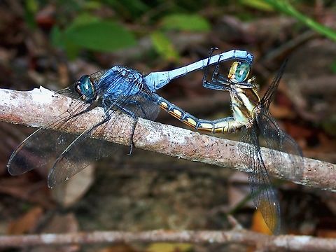 In Love!  Dragonfly,Malaysia,Orthetrum glaucum,Penang