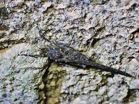 Pygmy Grasshopper - Scelimena gombakensis  Grasshopper,Malaysia,Penang,Pygmy Grasshopper,Scelimena gombakensis