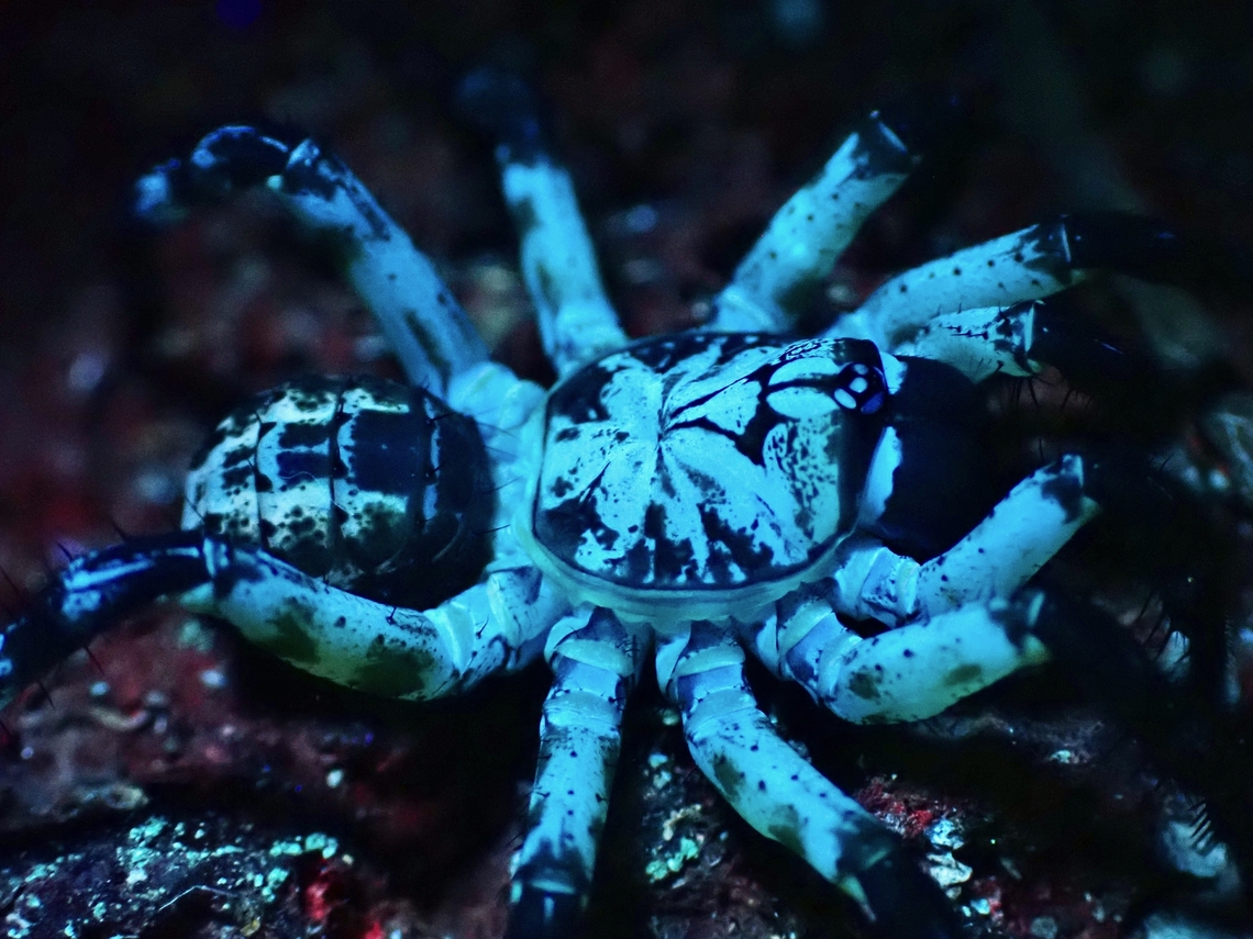 UV Glow! A smaller sized Trapdoor Spider - Liphistius desultor that is of light brown to yellowish in colour, showing more glows under UV lighting. Liphistius desultor,Malaysia,Penang,Spider,Trapdoor Spider,Ultra Violet Light