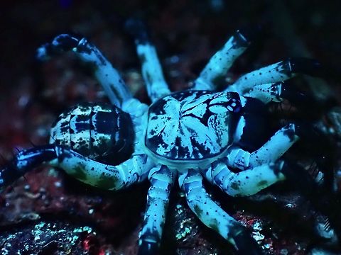 UV Glow! A smaller sized Trapdoor Spider - Liphistius desultor that is of light brown to yellowish in colour, showing more glows under UV lighting. Liphistius desultor,Malaysia,Penang,Spider,Trapdoor Spider,Ultra Violet Light