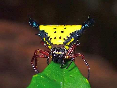 Orbweaver Spider - Actinacantha globulata  Actinacantha,Actinacantha globulata,Malaysia,Orbweaver Spider,Sabah,Spider