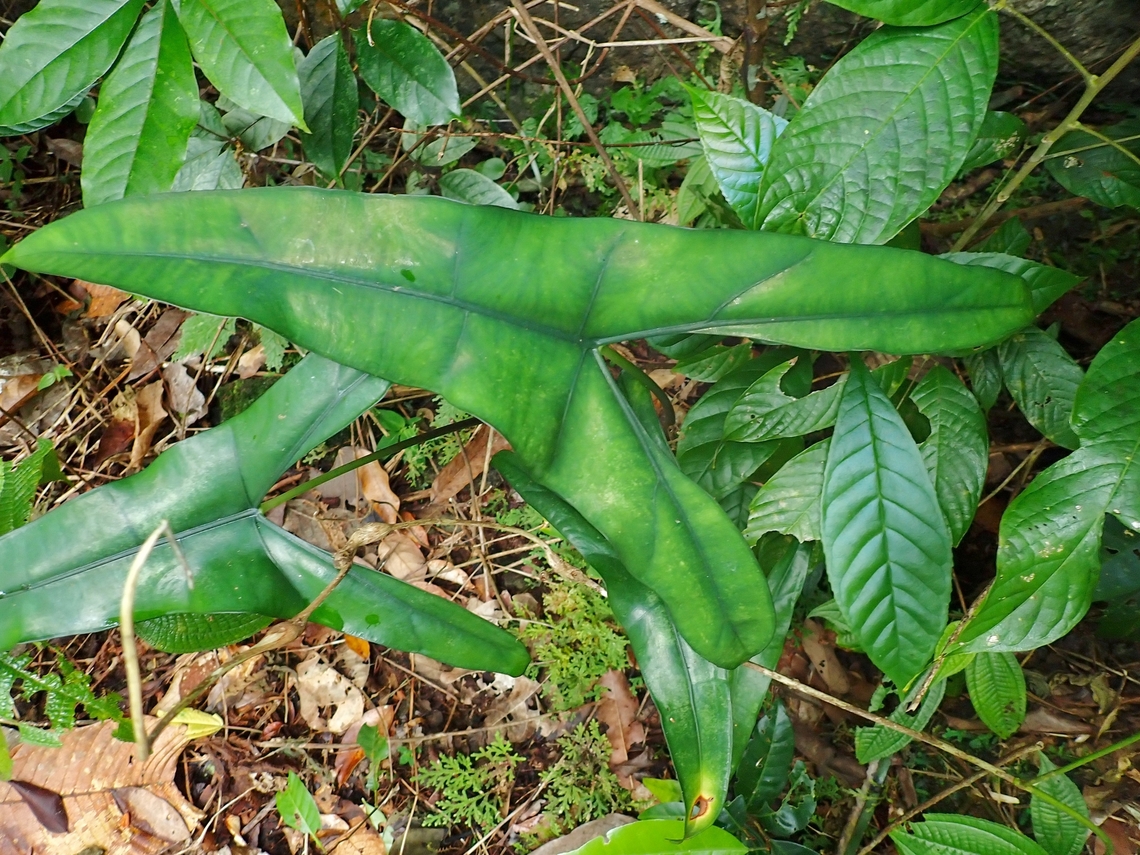 Elephant's Ears - Alocasia wongii  Alocasia wongii,Elepant's Ears,Malaysia,Plant,Sabah