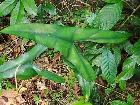 Elephant's Ears - Alocasia wongii  Alocasia wongii,Elepant's Ears,Malaysia,Plant,Sabah