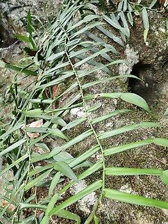 Climbing Aroid - Pothos scandens  Climbing Aroid,Malaysia,Plant,Pothos scandens,Sabah