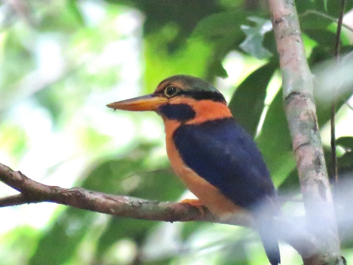 Rufous-Collared Kingfisher - Actenoides concretus This Rufous-Collared Kingfisher is listed as Near Threatened under IUCN Red List. Actenoides concretus,Bird,Kingfisher,Malaysia,Rufous-Collared Kingfisher,Sabah