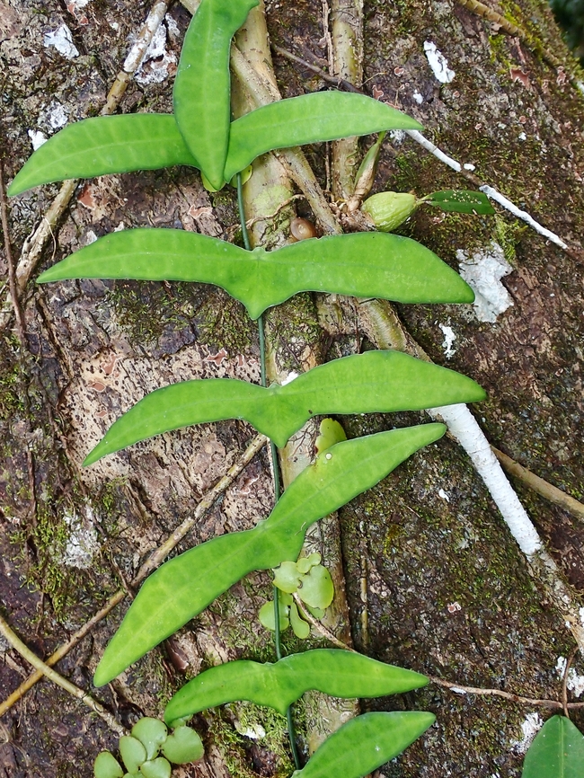 Elephantfoot - Adenia cordifolia  Adenia cordifolia,Elephantfoot,Malaysia,Plant,Sabah