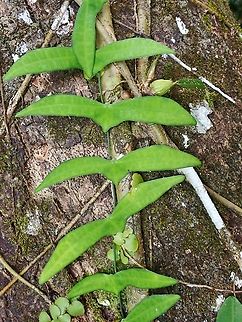 Elephantfoot - Adenia cordifolia Adenia cordifolia,Elephantfoot,Malaysia,Plant,Sabah