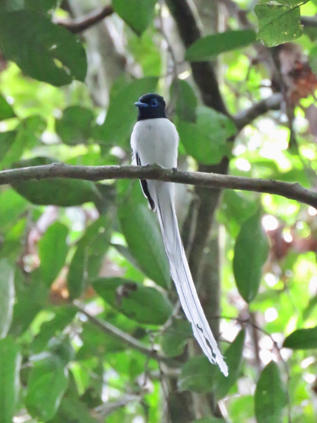 Blyth's Paradise Flycatcher                                 Bird,Blyth's paradise flycatcher,Flycatcher,Malaysia,Paradise Flycatcher,Sabah,Terpsiphone affinis