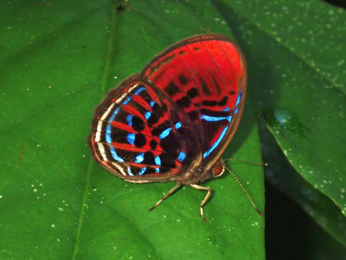 Banded Red Harlequin - Paralaxita orphna  Banded Red Harlequin,Butterfly,Malaysia,Paralaxita orphna,Sabah
