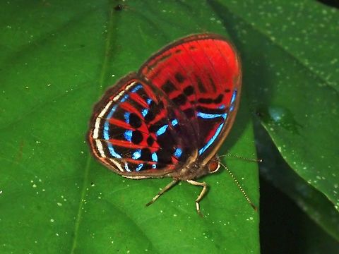 Banded Red Harlequin - Paralaxita orphna  Banded Red Harlequin,Butterfly,Malaysia,Paralaxita orphna,Sabah