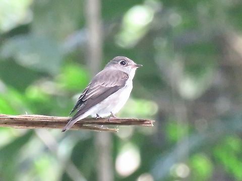 Dark-Sided Flycatcher - Muscicapa sibirica                                 Bird,Dark-Sided Flycatcher,Flycatcher,Malaysia,Muscicapa sibirica,Sabah