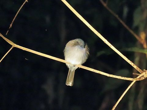 Black-Naped Monarch - Hypothymis azurea                                 Bird,Black-Naped Monarch,Hypothymis azurea,Malaysia,Monarch,Sabah