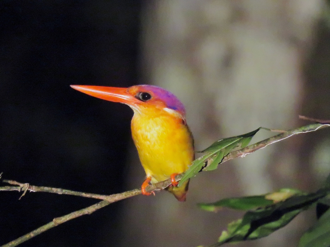 Rufous-Backed Dwarf Kingfisher - Ceyx rufidorsa ssp. motleyi Sub-species of Dwarf Kingfisher - Ceyx rufidorsa ssp. motleyi, seems there's update in the species name to Ceyx rufidorsa instead of Ceyx erishaca Bird,Ceyx erithaca,Ceyx rufidorsa motleyi,Dwarf Kingfisher,Kingfisher,Malaysia,Oriental Dwarf Kingfisher,Rufous-Backed Dwarf Kingfisher,Sabah