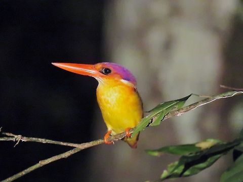 Rufous-Backed Dwarf Kingfisher - Ceyx rufidorsa ssp. motleyi Sub-species of Dwarf Kingfisher - Ceyx rufidorsa ssp. motleyi, seems there's update in the species name to Ceyx rufidorsa instead of Ceyx erishaca Bird,Ceyx erithaca,Ceyx rufidorsa motleyi,Dwarf Kingfisher,Kingfisher,Malaysia,Oriental Dwarf Kingfisher,Rufous-Backed Dwarf Kingfisher,Sabah