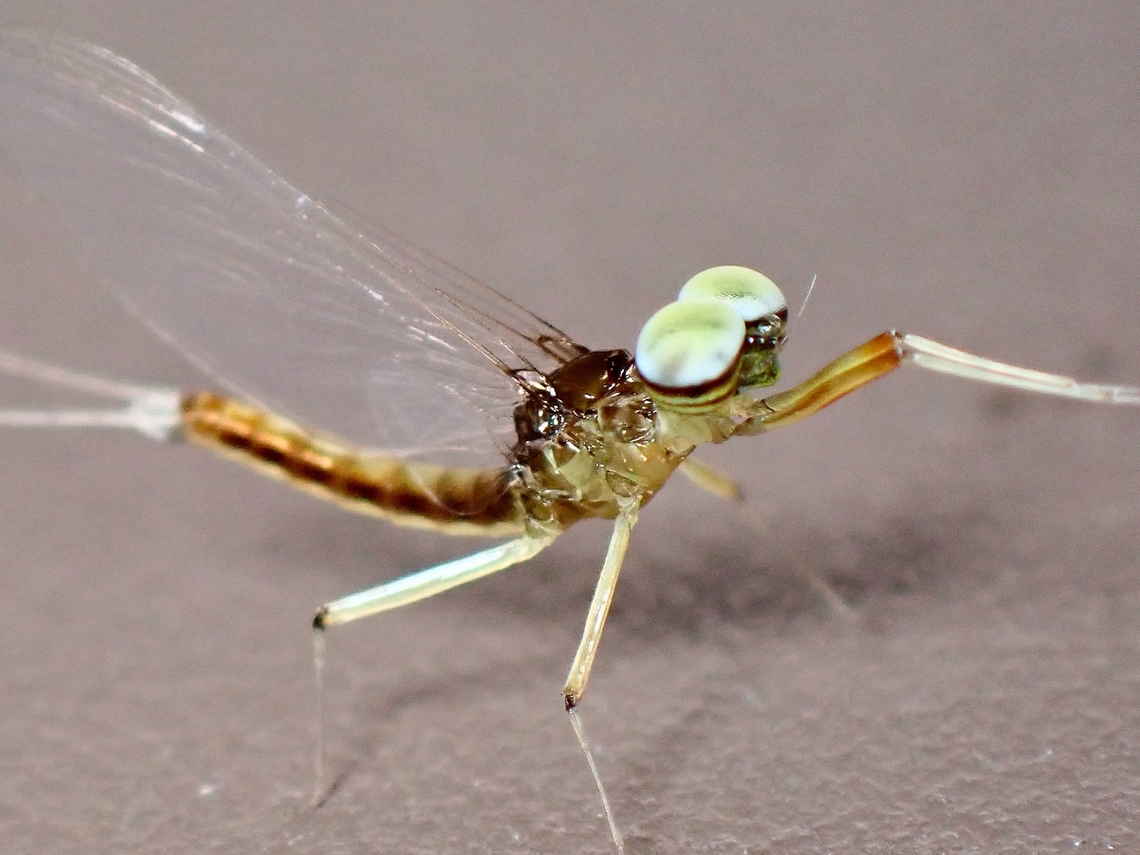 Cup Cakes This particular Mayfly has interesting appendages on it&#039;s head that looks like cup cakes.<br />
Adult Mayflies lives for a day or two and they do not eat/feed as they do not have mouth parts, so once adults, their objective is to get mated quickly and the females to lay her eggs. Ephemeroptera,Malaysia,Mayflies,Sabah