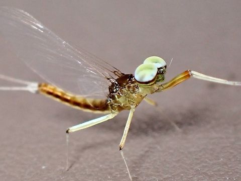 Cup Cakes This particular Mayfly has interesting appendages on it's head that looks like cup cakes.
Adult Mayflies lives for a day or two and they do not eat/feed as they do not have mouth parts, so once adults, their objective is to get mated quickly and the females to lay her eggs. Ephemeroptera,Malaysia,Mayflies,Sabah