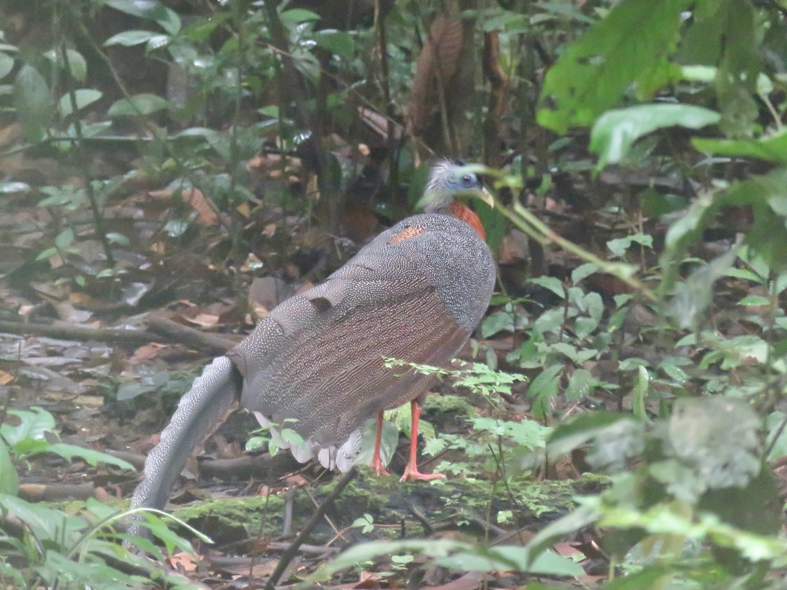 Great Argus - Argusianus argus During our trip, we mentioned to our Guide that it would be nice to see this bird as we were aware that there were regular sighting of them at the Park we were at.  During the hike, our Guide heard this Great Argus calling, and it was very loud but still far away.  He instantly asked us to follow him quickly, and he was running!  We ran for around 300-400 meters, and he then suddenly stopped.  Just about 30 meters in front of us, on the side of the trail was this male Great Argus!  We had less than a minute to take pics before it went off trail.                          <br />
<br />
This Bird is listed as Vulnerable under the IUCN Red List.<br />
  Argusianus argus,Bird,Great argus,Malaysia,Sabah