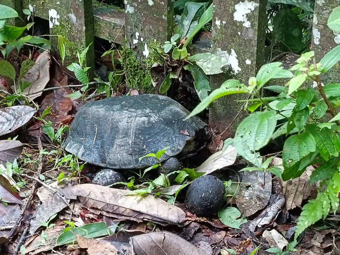 Blocked by Gate! Saw this Flat-Shelled Turtle trying to get to the river, but was blocked by the wooden fence put up at the edge of the river.  We transferred it to the river after taking our pics.<br />
<br />
This Turtle is listed as Vulnerable under the IUCN Red List.<br />
 Malayan Flat-Shelled Turtle,Malaysia,Notochelys platynota,Sabah,Turtle