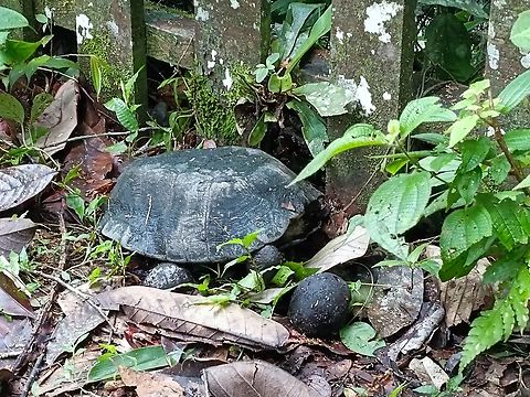 Blocked by Gate! Saw this Flat-Shelled Turtle trying to get to the river, but was blocked by the wooden fence put up at the edge of the river.  We transferred it to the river after taking our pics.

This Turtle is listed as Vulnerable under the IUCN Red List.
 Malayan Flat-Shelled Turtle,Malaysia,Notochelys platynota,Sabah,Turtle