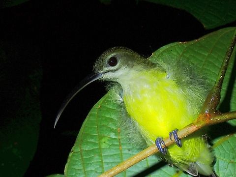 Little Spiderhunter - Arachnothera longirostra  Arachnothera longirostra,Bird,Little Spiderhunter,Malaysia,Sabah,Spiderhunter