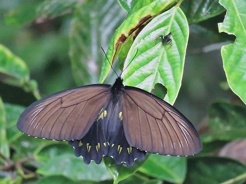 Miranda Birdwing - Troides miranda Not a common Birdwing, saw it in the canopy, quite high up when we were doing our canopy walk.                                Birdwing,Butterfly,Malaysia,Miranda Birdwing,Sabah,Troides miranda