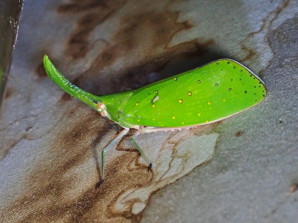 Green Lanternbug - Pyrops cultellatus This was a lucky find as it was spotted at a light trap by another Group who did an early night walk.  We were waiting at the reception area for the rain to stop to starts our night walk when the Guide of the other Group approached our Guide to ask for the ID of this Lanternbug.  Our Guide immediately alerted us and despite the rain, we went to see it :D Green Lanternbug,Lanternbug,Malaysia,Pyrops cultellatus,Sabah