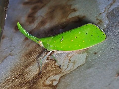 Green Lanternbug - Pyrops cultellatus This was a lucky find as it was spotted at a light trap by another Group who did an early night walk.  We were waiting at the reception area for the rain to stop to starts our night walk when the Guide of the other Group approached our Guide to ask for the ID of this Lanternbug.  Our Guide immediately alerted us and despite the rain, we went to see it :D Green Lanternbug,Lanternbug,Malaysia,Pyrops cultellatus,Sabah
