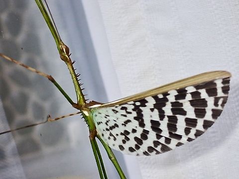 Flasher! Male Phasmid/Stick Insect - Diesbachia sophiae flashing his wings.
This Phasmid was seen early morning outside our room. Diesbachia sophiae,Malaysia,Phasmatodea,Phasmid,Phasmida,Sabah,Stick Insect