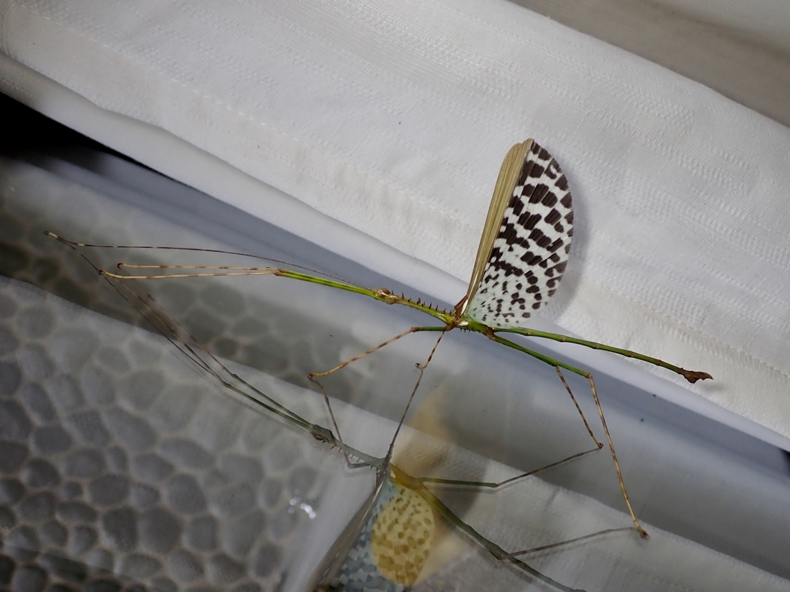 Male Phasmid/Stick Insect - Diesbachia sophiae  Diesbachia sophiae,Malaysia,Phasmatodea,Phasmid,Phasmida,Sabah,Stick Insect