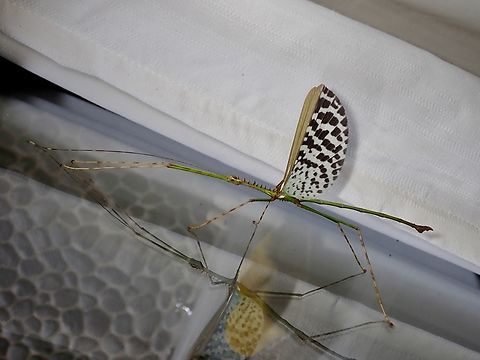 Male Phasmid/Stick Insect - Diesbachia sophiae  Diesbachia sophiae,Malaysia,Phasmatodea,Phasmid,Phasmida,Sabah,Stick Insect