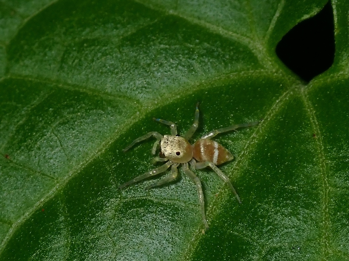 Jumping Spider - Phintella piatensis  Anilao,Batangas,Jumping Spider,Philippines,Phintella piatensis,Spider