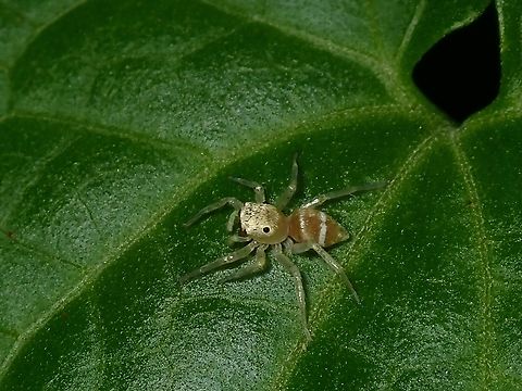 Jumping Spider - Phintella piatensis  Anilao,Batangas,Jumping Spider,Philippines,Phintella piatensis,Spider