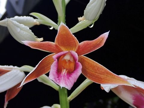 Chinese Ground Orchid - Phaius tankervilleae Chinese Groud Orchid,Flowers,Ground Orchid,Malaysia,Orchid,Phaius tankervilleae,Sabah