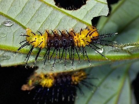 Caterpillar of Banded Yeoman Butterfly - Cirrochroa orissa  Banded Yeoman,Butterfly,Caterpillar,Cirrochroa orissa,Malaysia,Penang