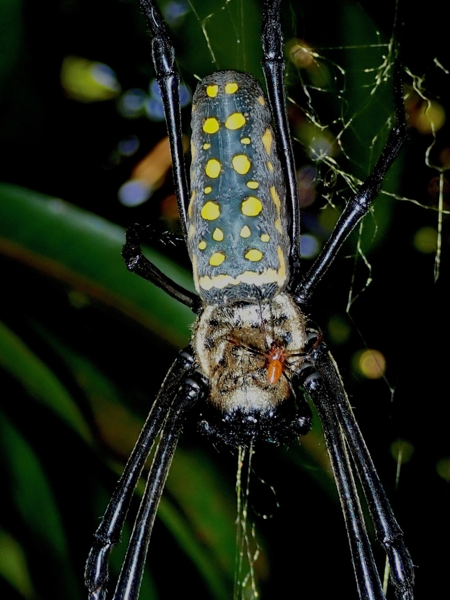 Tiny Male! Tiny red coloured male on the head of a large female. Anilao,Batangas,Batik Golden Web Spider,Orb Weaver Spider,Philippines,Spider,Trichonephila antipodiana