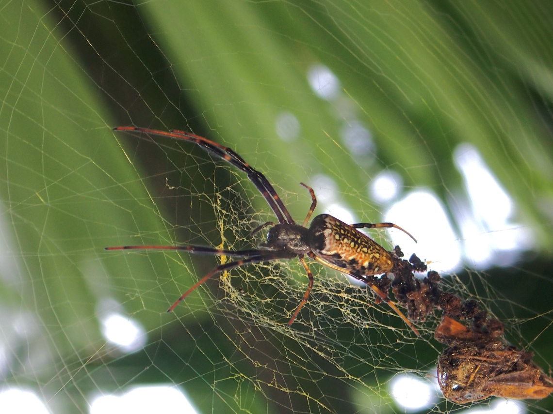 Batik Golden Web Spider - Trichonephila antipodiana  Batik Golden Web Spider,Malaysia,Orbweaver Spider,Penang,Spider,Trichonephila antipodiana