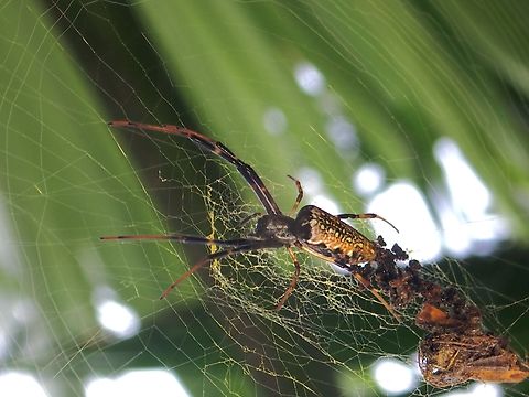Batik Golden Web Spider - Trichonephila antipodiana  Batik Golden Web Spider,Malaysia,Orbweaver Spider,Penang,Spider,Trichonephila antipodiana