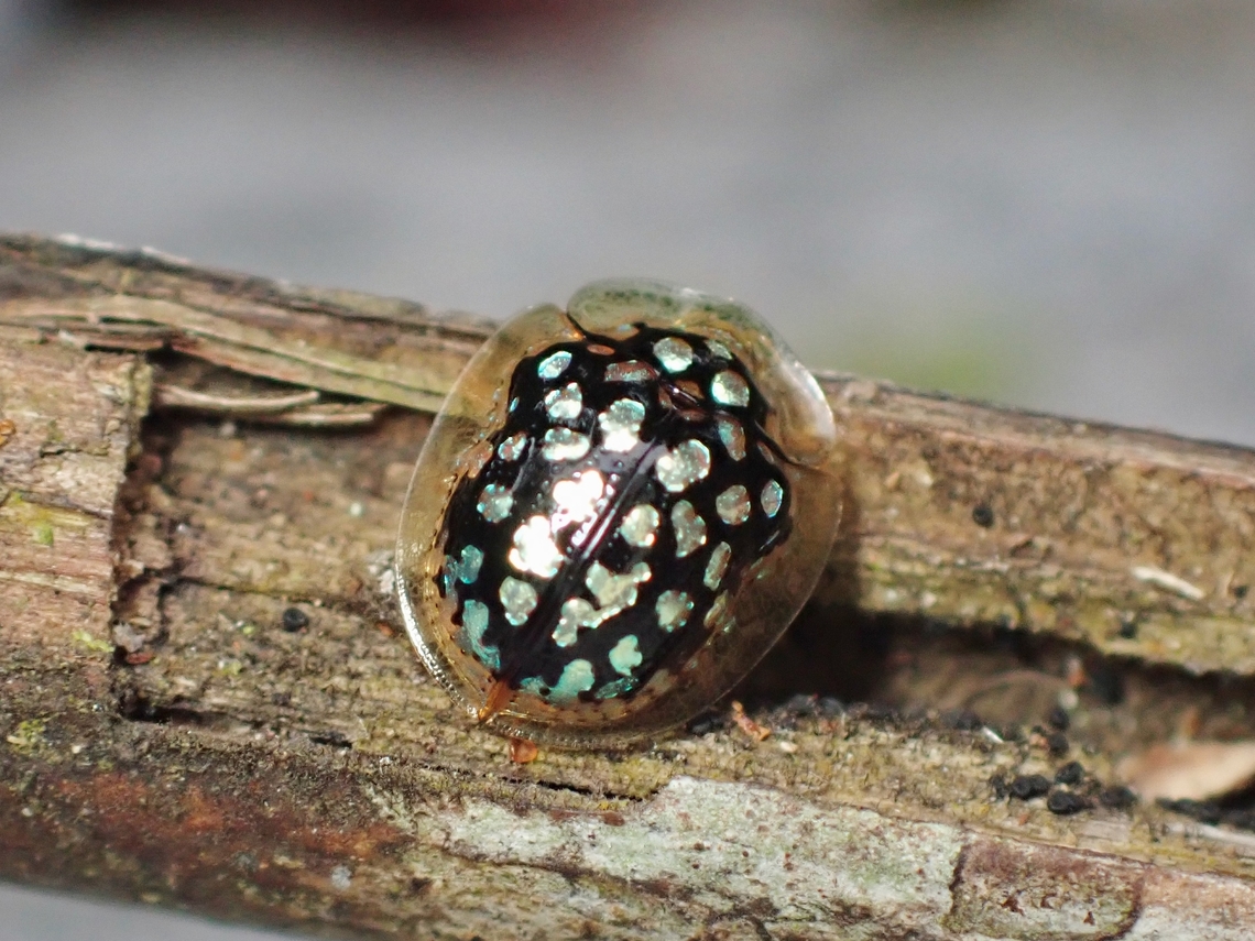 Tortoise Beetle - Chiridopsis punctata  Beetle,Chiridopsis punctata,Malaysia,Penang,Tortoise Beetle