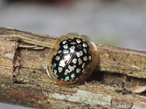 Tortoise Beetle - Chiridopsis punctata Beetle,Chiridopsis punctata,Malaysia,Penang,Tortoise Beetle